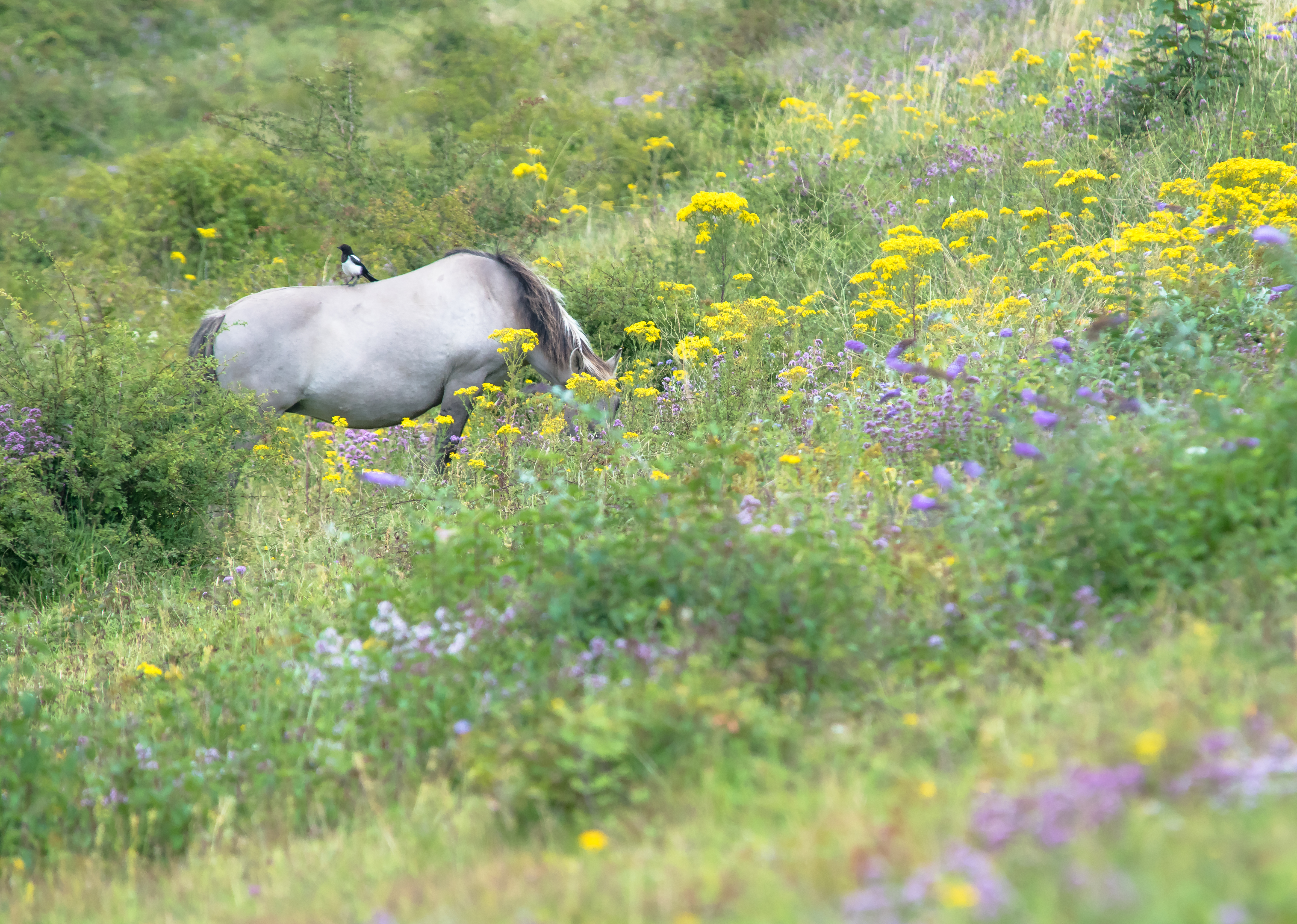 Konik grazing chalk grassland at Nemo Down, photo by Barry Cook
” style=