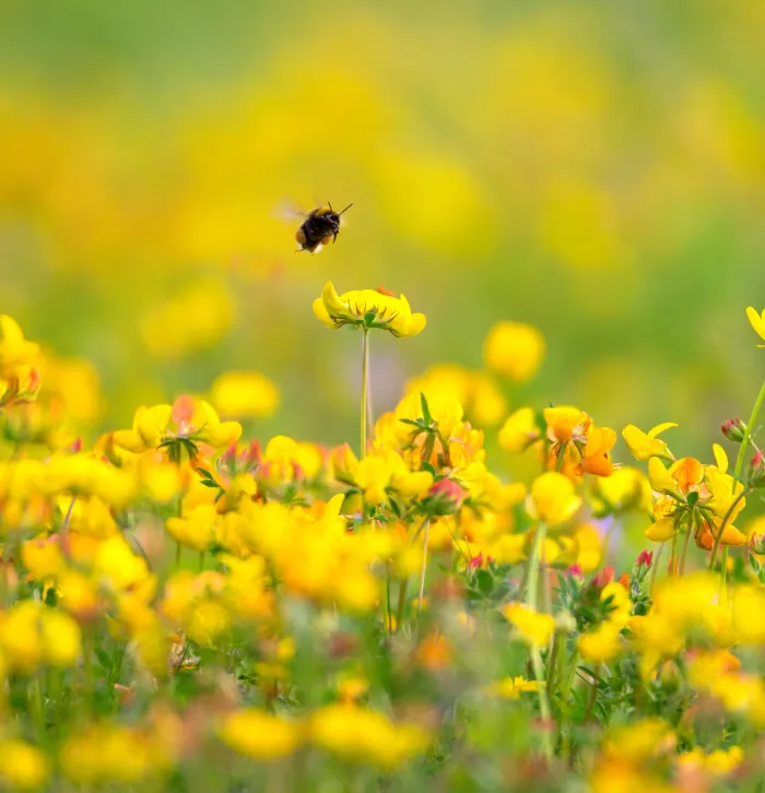 Bumblebee in Birds Foot Trefoil by Jon Hawkins