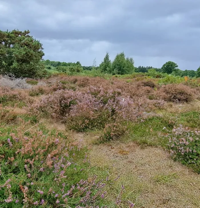 Heather at Hothfield