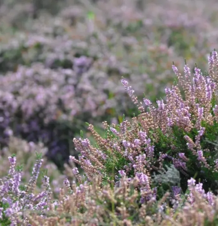 Heather at Hothfield