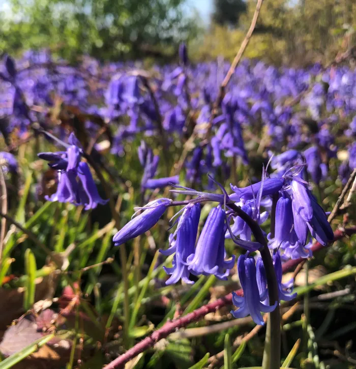 Bluebells