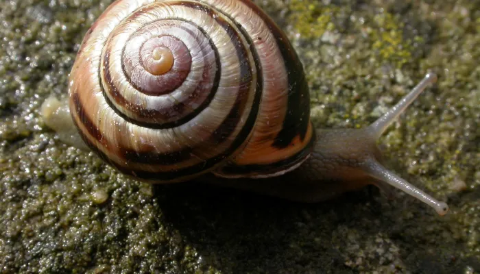 Brown-lipped Snail