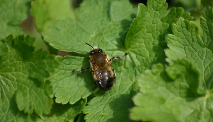 Hairy-footed flower bee (male)