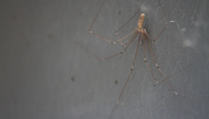 Cellar spider