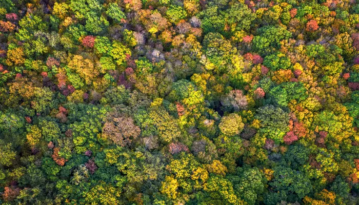 aerial colourful forest trees