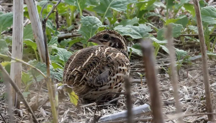 Common quail 
