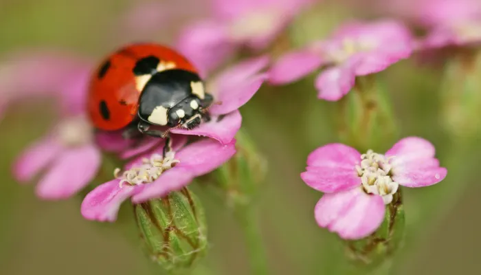 A ladybird on a pink flower.