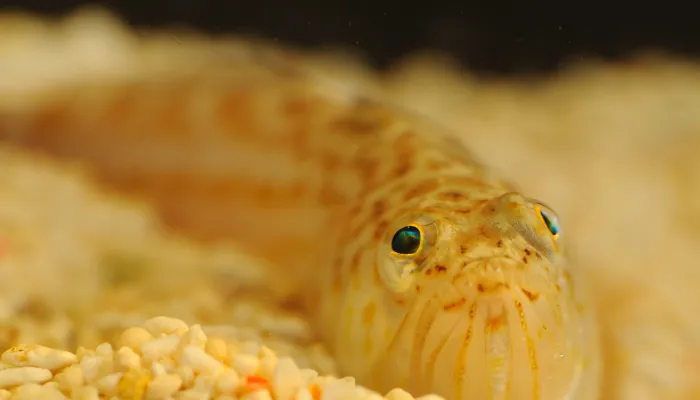 Lesser weaver fish looking very cute and beady eyed on the ocean floor