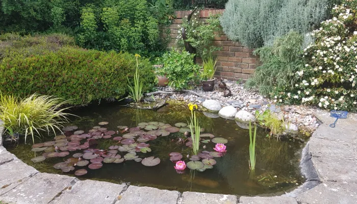 Pond in garden
