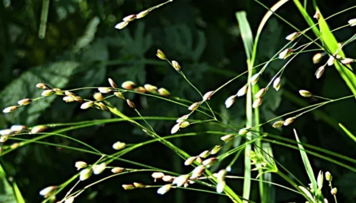 Drooping Wood Melick grass.