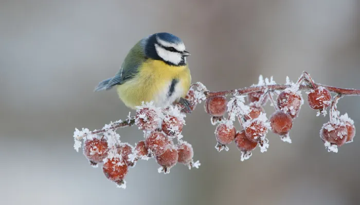 A blue tit sat on a branch of frosted winter berries.