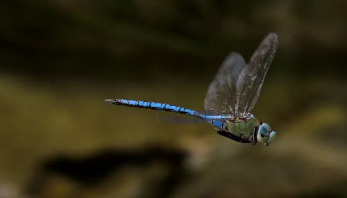 Emperor dragonfly Anax imperator in flight