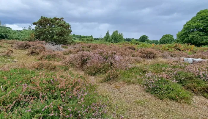 Heather at Hothfield