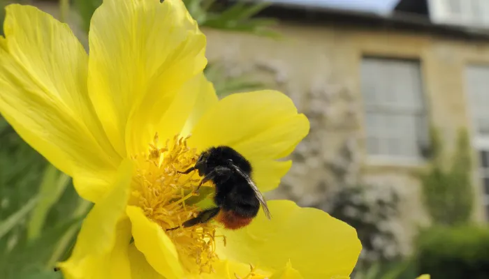 Queen Red-tailed bumblebee feeding on Yellow tree peony flower in garden, with Clematis covered house in the background.