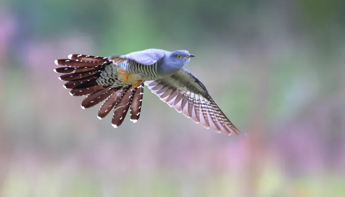 Cuckoo