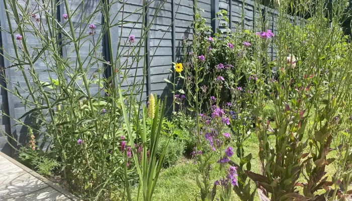 A wild garden filled with colourful flowers.