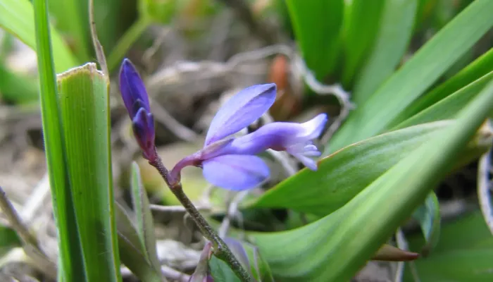 A delicate purple heath milkwort amongst green leaves.