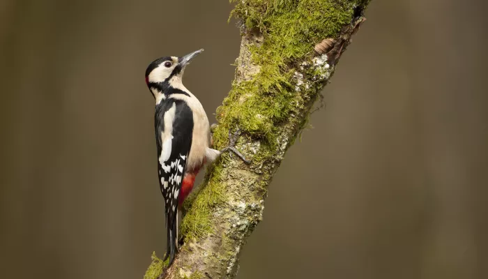 A great spotted woodpecker on a mossy tree.