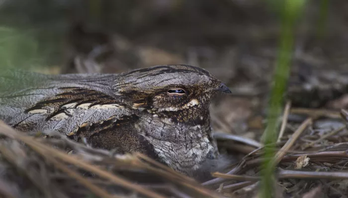 A nightjar nestled on the ground.