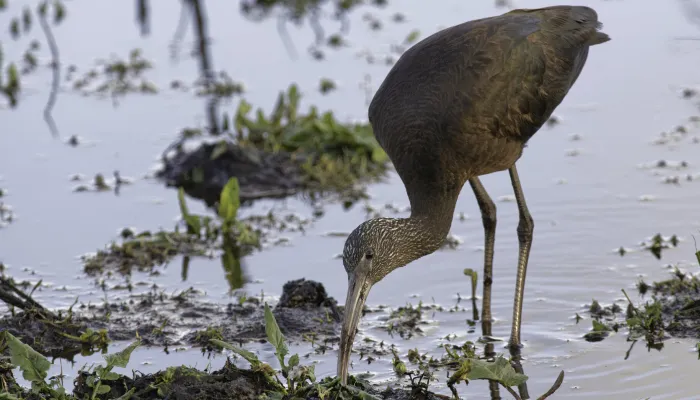 A glossy ibis probing a muddy pool margin with its beak