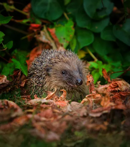 a hedgehog hiding in autumn leaves