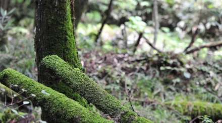 mossy tree