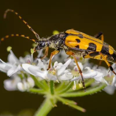 Insect category commendation - Darren Hammond, 'Longhorn Beetle Looks for Nectar'