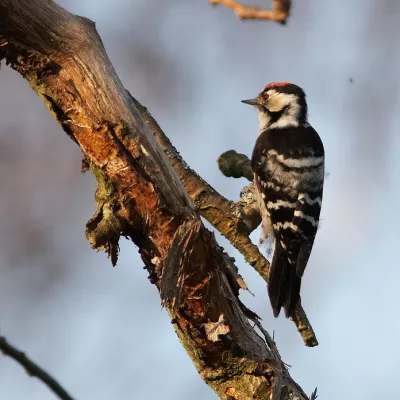 Lesser spotted woodpecker