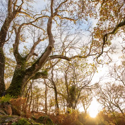 Ash tree pictured from below in dappled sunlight.