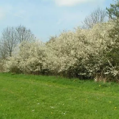 Blackthorn hedge