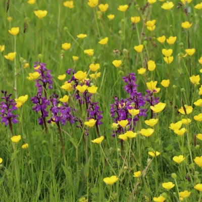 Harlequin orchids amongst buttercups in Lou Carpenter's Field