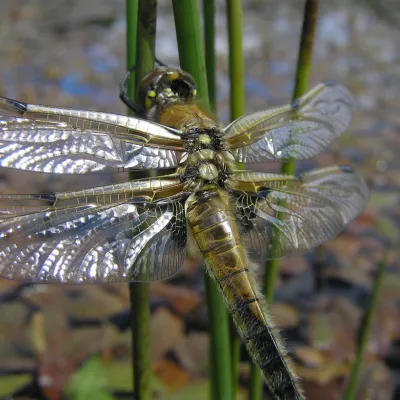 Four spotted chaser