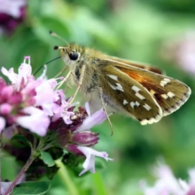 Silver-spotted skipper