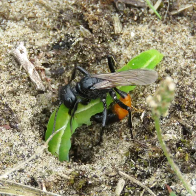 Red-banded sand wasp