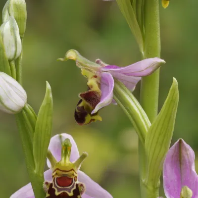 Bee orchids at Tyland Barn