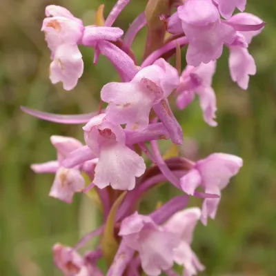 Fragrant orchid