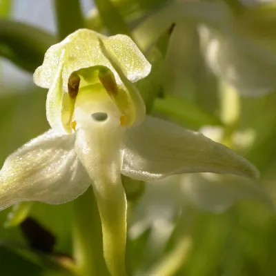 Greater butterfly-orchid