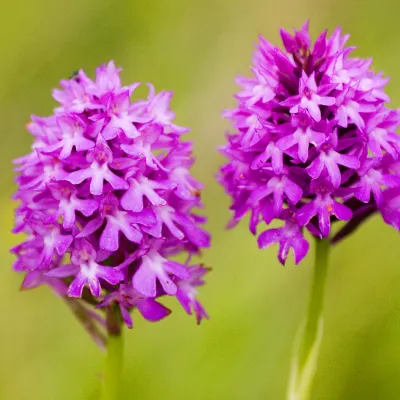 Pyramidal orchids