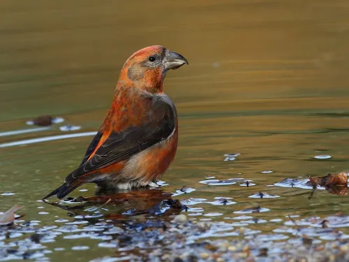 Crossbill
