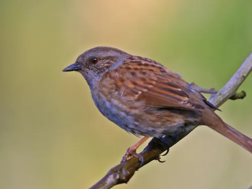 Dunnock