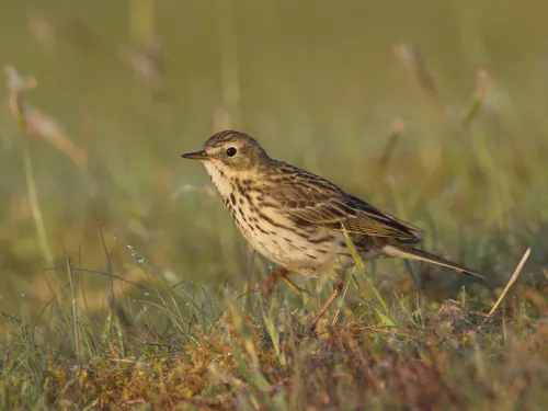 Meadow pipit