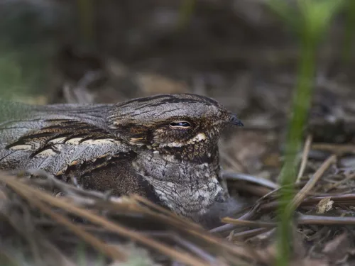 A nightjar nestled on the ground.
