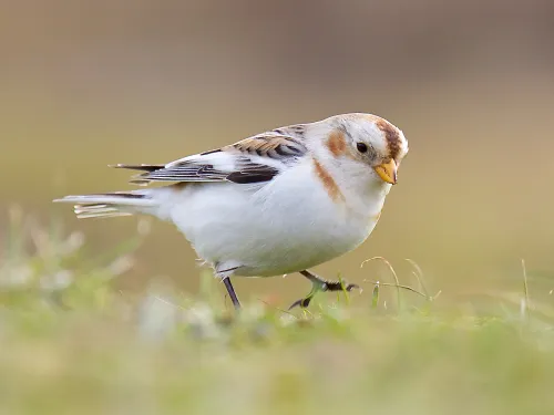 Snow Bunting
