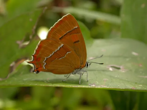 Brown hairstreak butterfly