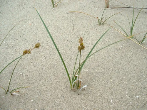 Sand Sedge