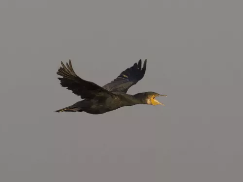 Cormorant