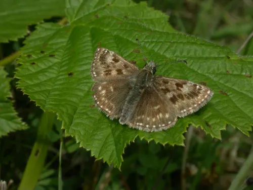 Dingy Skipper butterfly