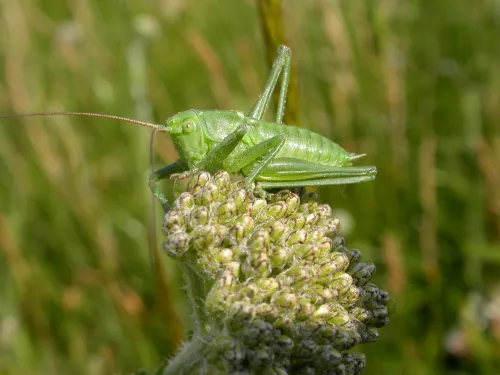 Great Green Bush-cricket