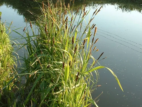 Greater Pond Sedge