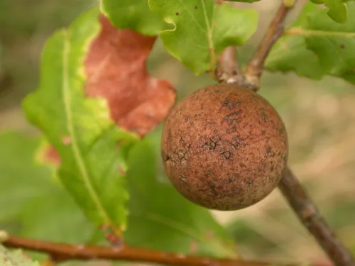 Oak Marble Gall Wasp
